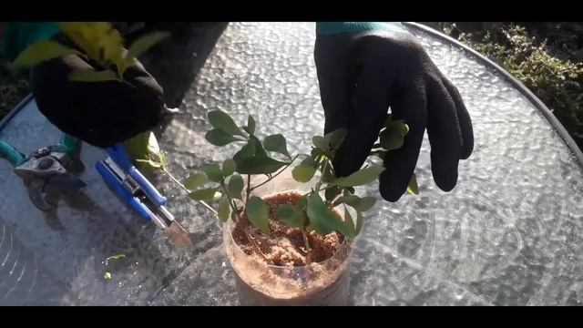 Easily grow Golden Duranta from cuttings смотреть онлайн