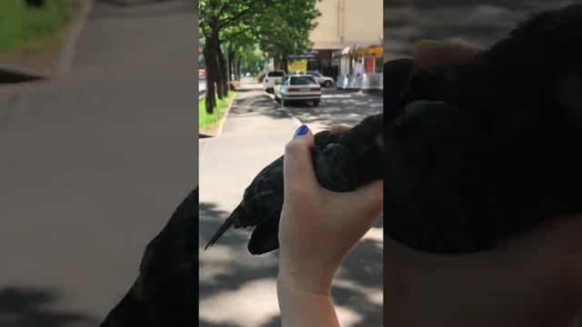 Как выглядит птенец голубя ? ? смотреть онлайн