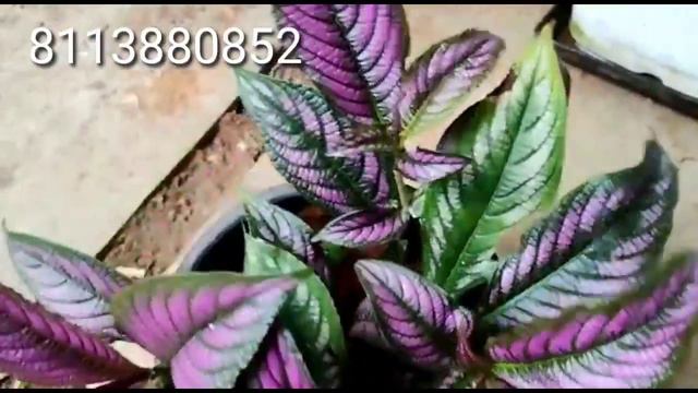 Frozen and golden Papaya Aglaonema sale /Aglaonema പുതിയ Stock വന്നു /Aglaonema Baby Plants for sal смотреть онлайн