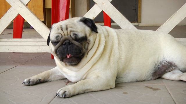 Мопс. Все о породе от А до Я смотреть онлайн