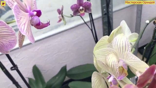 11 ПРИЧИН почему орхидея СБРАСЫВАЕТ БУТОНЫ и СУШИТ ЦВЕТЫ! Здесь ВСЕ! Обязательно к просмотру смотреть онлайн