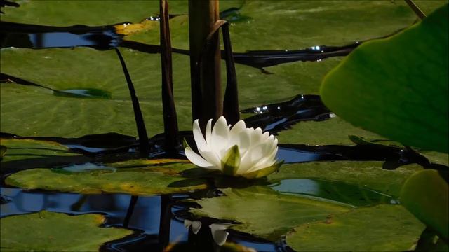 Белоснежные цветы на воде смотреть онлайн