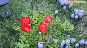 Первые КРОКУСЫ И МАКИ весной. Весенние цветы ?