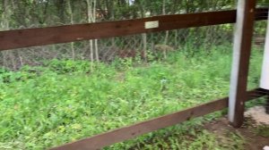 Домик для уток