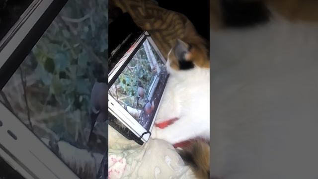 Ксюша любит смотреть видео смотреть онлайн