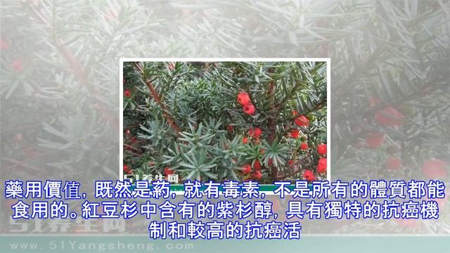它是世界上公認瀕臨滅絕的天然珍稀抗癌植物，你認識它嗎？ смотреть онлайн