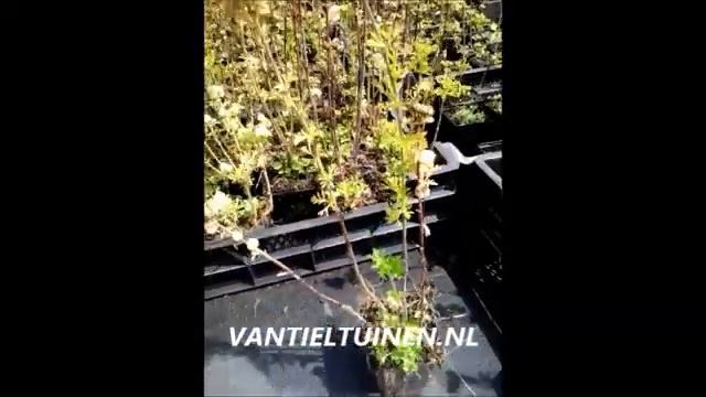 Malva moschata Alba смотреть онлайн