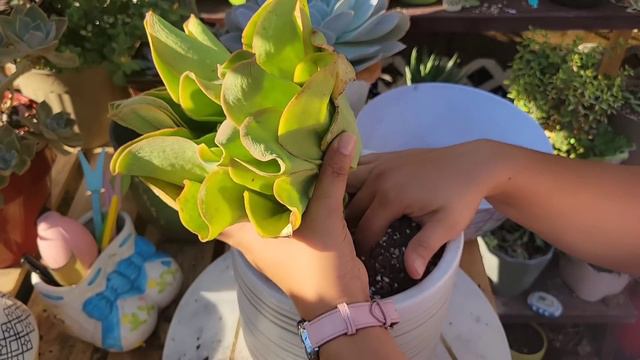 Hablemos de Echeveria Pallida смотреть онлайн