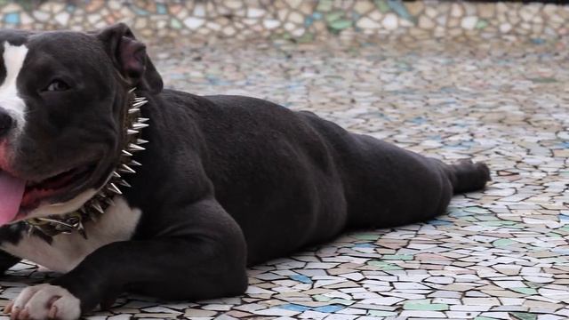 American Pitbull Terrier X American Bully At The Age Of 12 Months(1year) Transformed