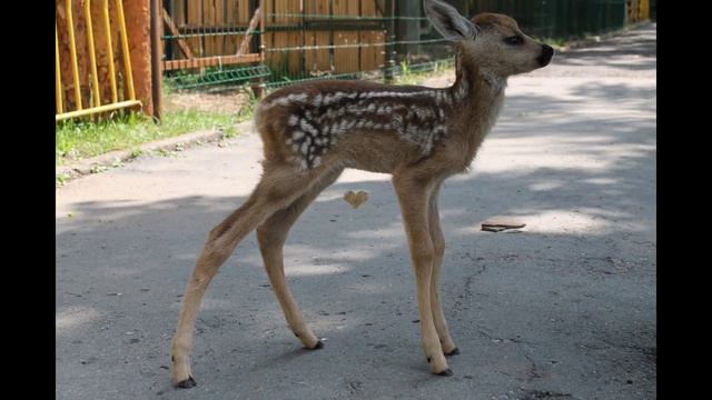 Спасенный в Чувашии детеныш косули получил имя смотреть онлайн