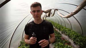 ЧТО ТАКОЕ КЛУБНИКА ФРИГО? И КАКИЕ КАТЕГОРИИ БЫВАЮТ