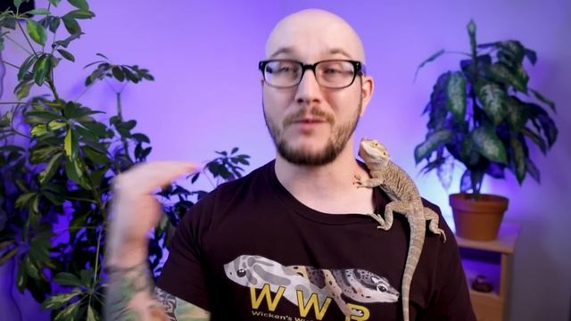 These Snakes EAT BUGS, Not Rodents! | Top 5 Insect Eating Snakes смотреть онлайн