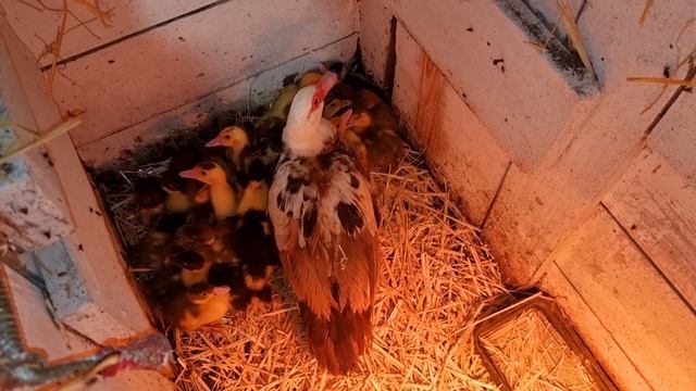 вечерний променад) хорошо когда всё хорошо) смотреть онлайн