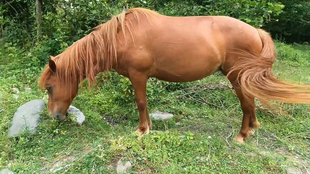 Переход из Медовеевки в Красную Поляну, 18 км смотреть онлайн
