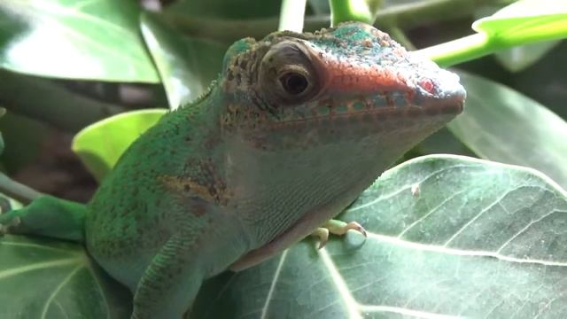 Cuban Knight Anole (Anolis equestris) Prague Zoo אנולה קובנית смотреть онлайн