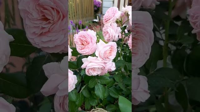 Шикарное цветение ароматной густомахровой розы Rosengräfin Marie Henriette смотреть онлайн
