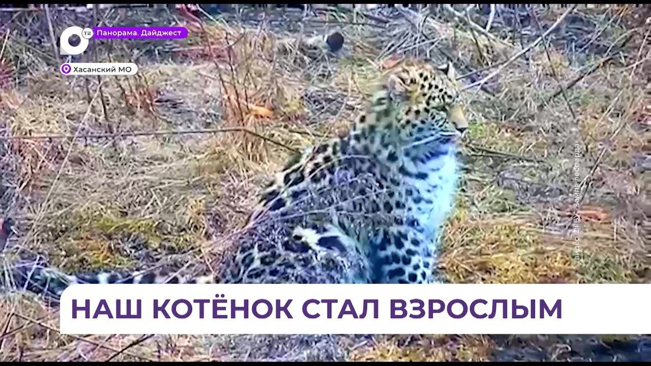 Котёнок дальневосточного леопарда по имени Leo 260M уже готов к самостоятельной жизни смотреть онлайн