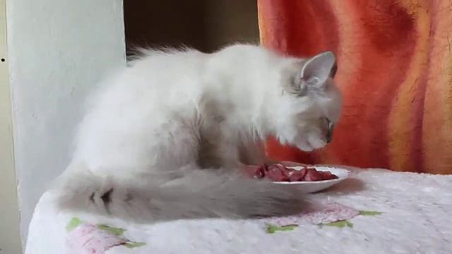Невский маскарадный котёнок. Армани кушает мясо 3 месяца и неделя смотреть онлайн