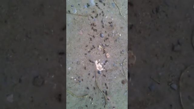 Liometopum microcephalum смотреть онлайн