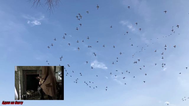 Мечта охотника.Много уток смотреть онлайн