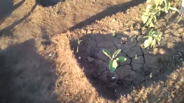 Выливаем суслика, вредителя . смотреть онлайн