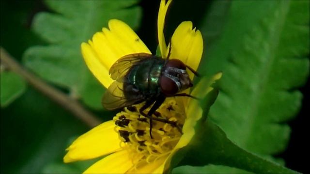 Common greenbottle fly (Lucilia sericata) смотреть онлайн