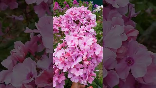 Мой райский флокс нежных, сирене-розовых тонов смотреть онлайн