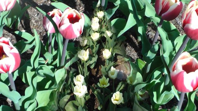 Tulpenblüte im Grugapark von Essen 1.Mai 2013 смотреть онлайн