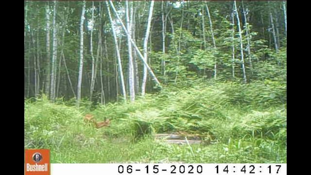 Фотоловушка в лесу на солонце. Пришел Белогрудый медведь. смотреть онлайн