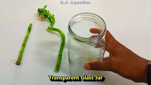 How to Grow Spiral Lucky Bamboo in Water | How to Propagate Spiral Lucky Bamboo in Water смотреть онлайн