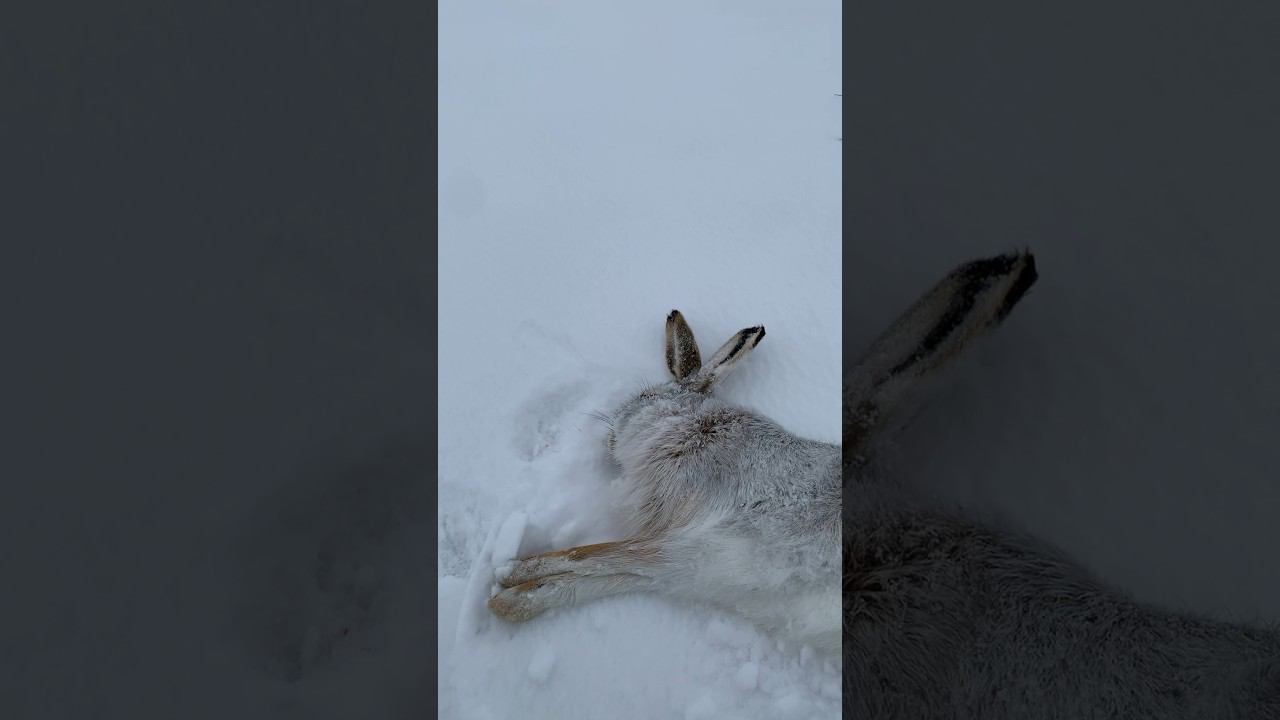 Отчет с охоты на зайца #охота #охотаназайца смотреть онлайн