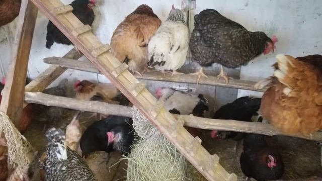 квочка вывела цыплят в сильные морозы как прошёл вывод все ли живы?