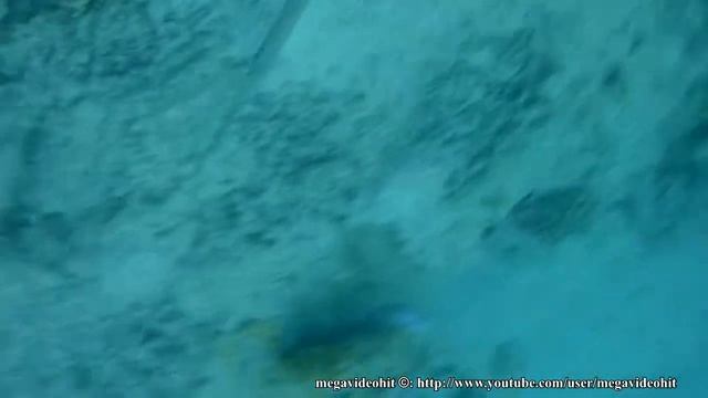 рыба флейта Aulostomus maculatus флейторыл Cornet Fish Рыба-корнет Fistularia commersonii смотреть онлайн