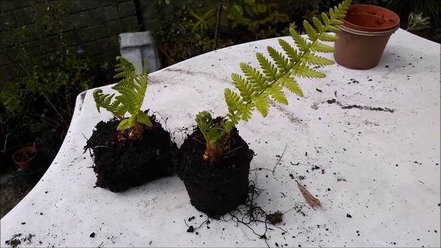 Dryopteris Ferns, Repotting
