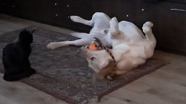 Лабрик и кошка смотреть онлайн