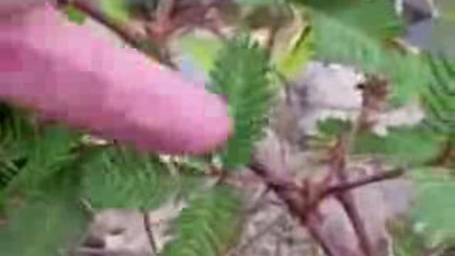 Забавное растение смотреть онлайн