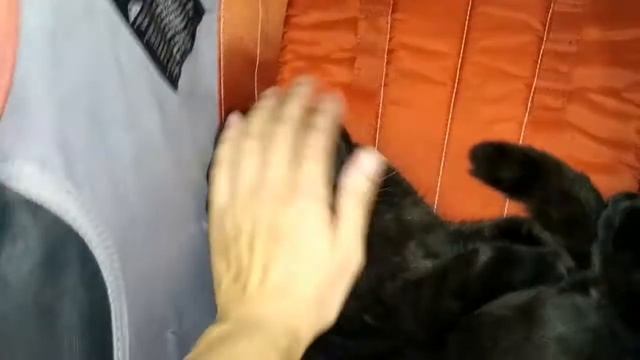 Кошка Буся/ шотландская вислоухая / милый котенок ? черная кошка смотреть онлайн
