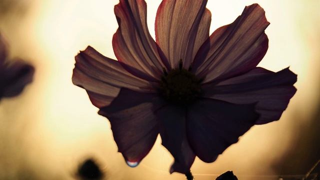 Astor Piazzolla - Tango Étude n.4: Lento, Meditativo - for Oboe solo смотреть онлайн