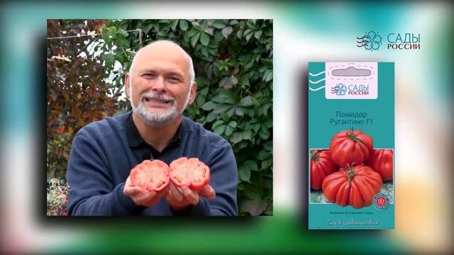 Экстраординарный помидор "Ругантино" смотреть онлайн