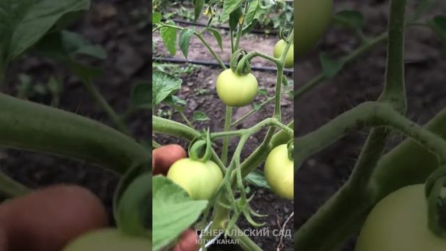 Томаты не чернеют. 1 ложка и нет Фитофторы! смотреть онлайн