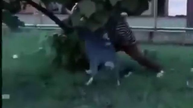 баран, прикол, умора смотреть онлайн