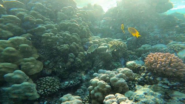 Three Corners Equinox Beach Resort 4* МАРСА АЛАМ.2023г