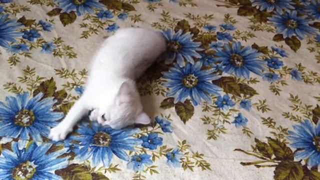 Alartlain Arisha смотреть онлайн