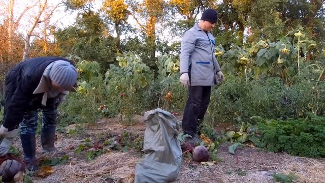 Время собирать урожай // Картофель, свекла и чеснок