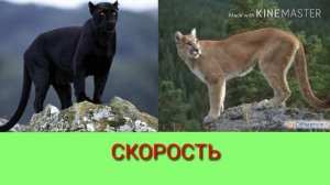 Чёрная пантера против пумы. Black Panther against Puma. Животные.