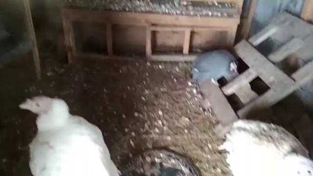 Мое хозяйство в Екатеринбурге в феврале смотреть онлайн