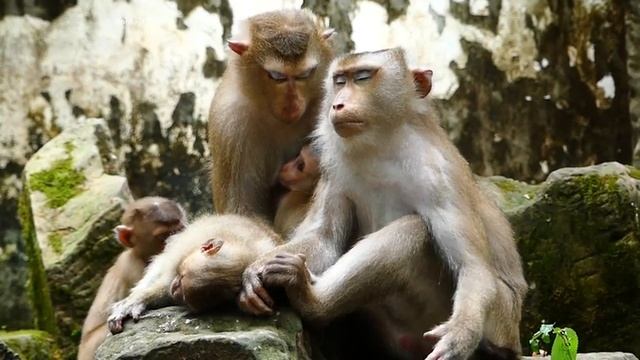 Mother monkey thr0w baby Lucy into water escaped big monkey, Baby Lucy fall into water escape monke смотреть онлайн