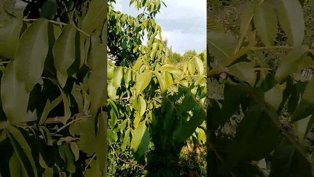 Вредители на грецком орехе. Щитовка? смотреть онлайн