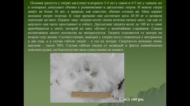 Уссурийский Амурский тигр смотреть онлайн