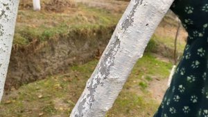 Побелка деревьев осенью | Рецепт побелки для деревьев